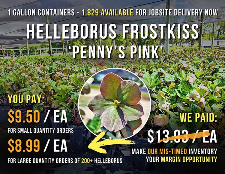 On Special Now - Helleborus Frostkiss® ‘Penny’s Pink’ - 1 Gallon Containers