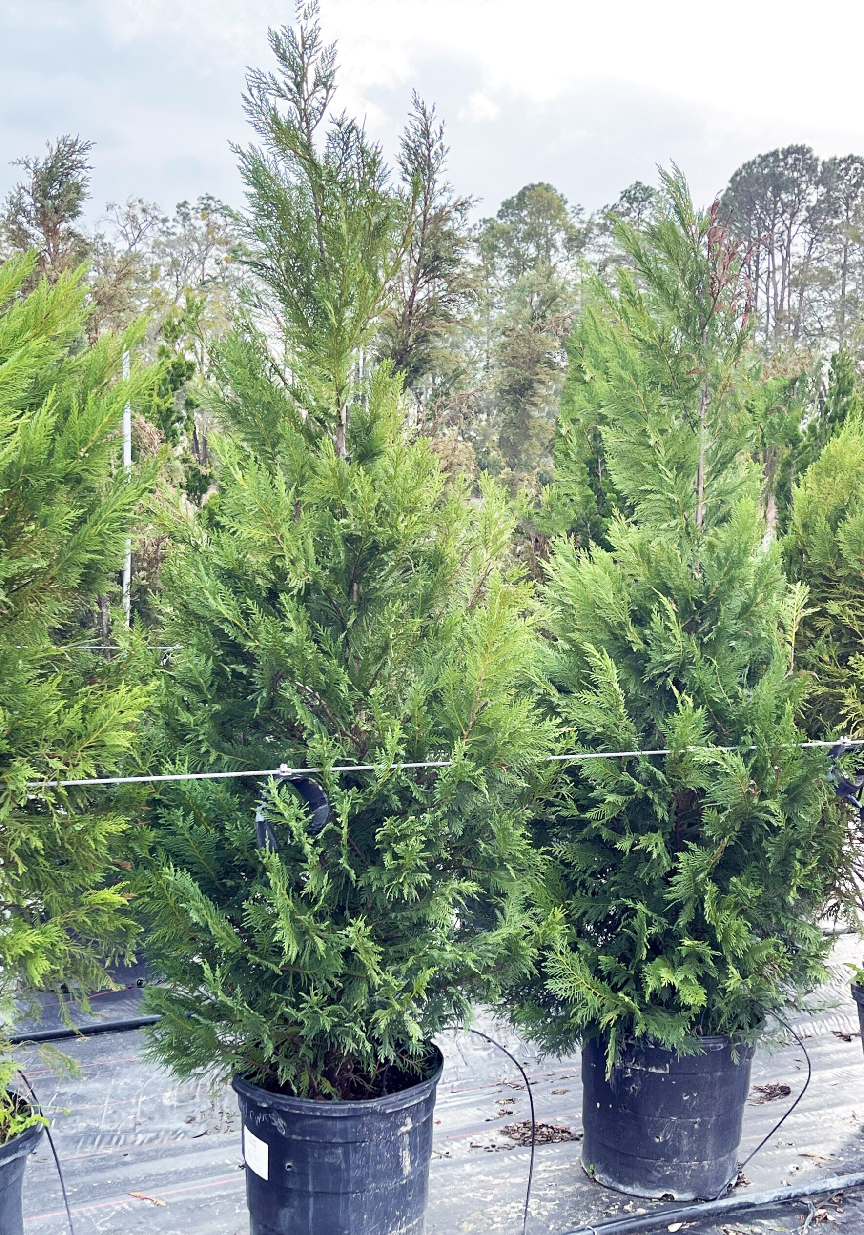 15I4 Leyland Cypress 4'-6'Height, 15 Gallon Container