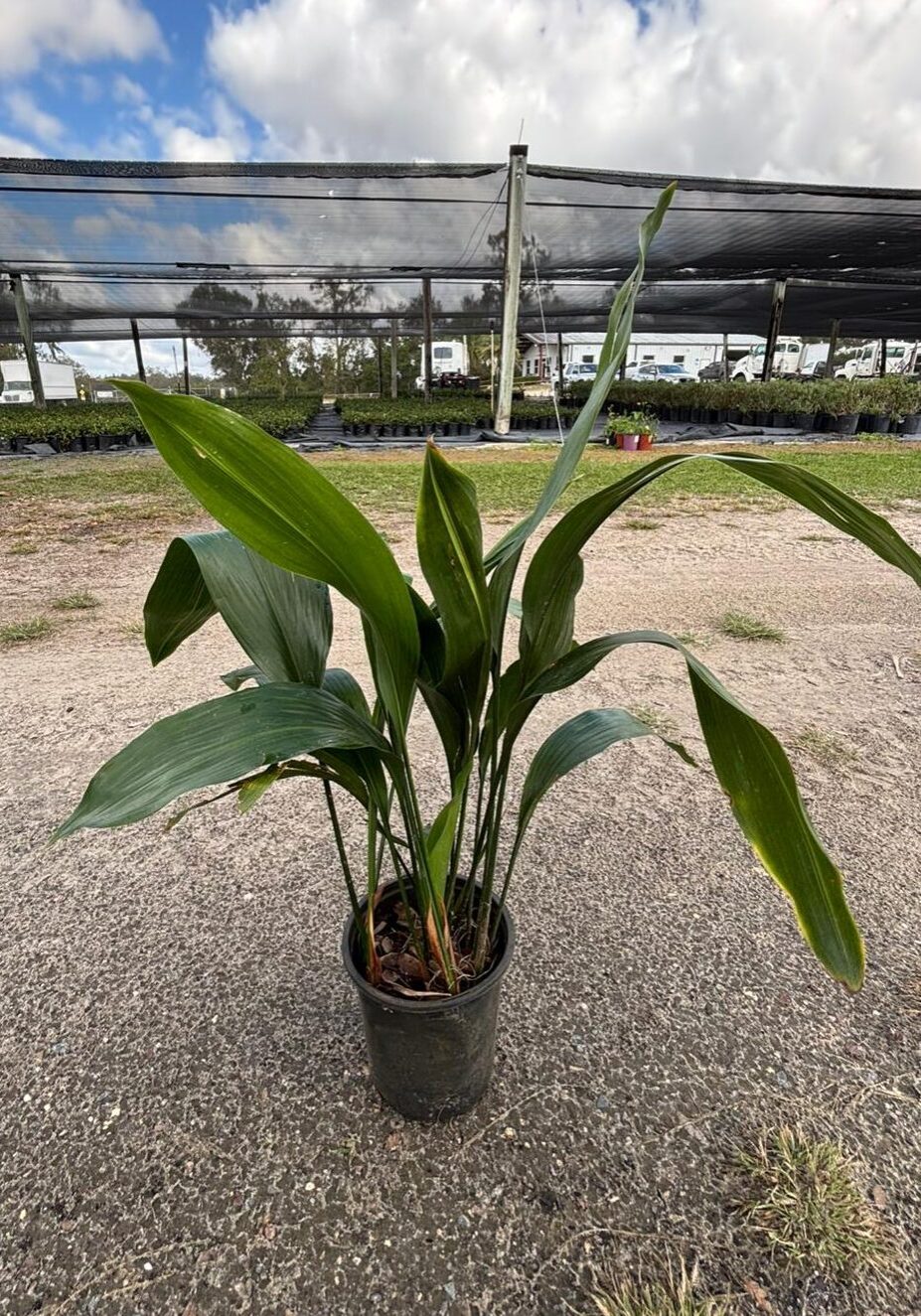 1D Aspidistra - Cast Iron Plant