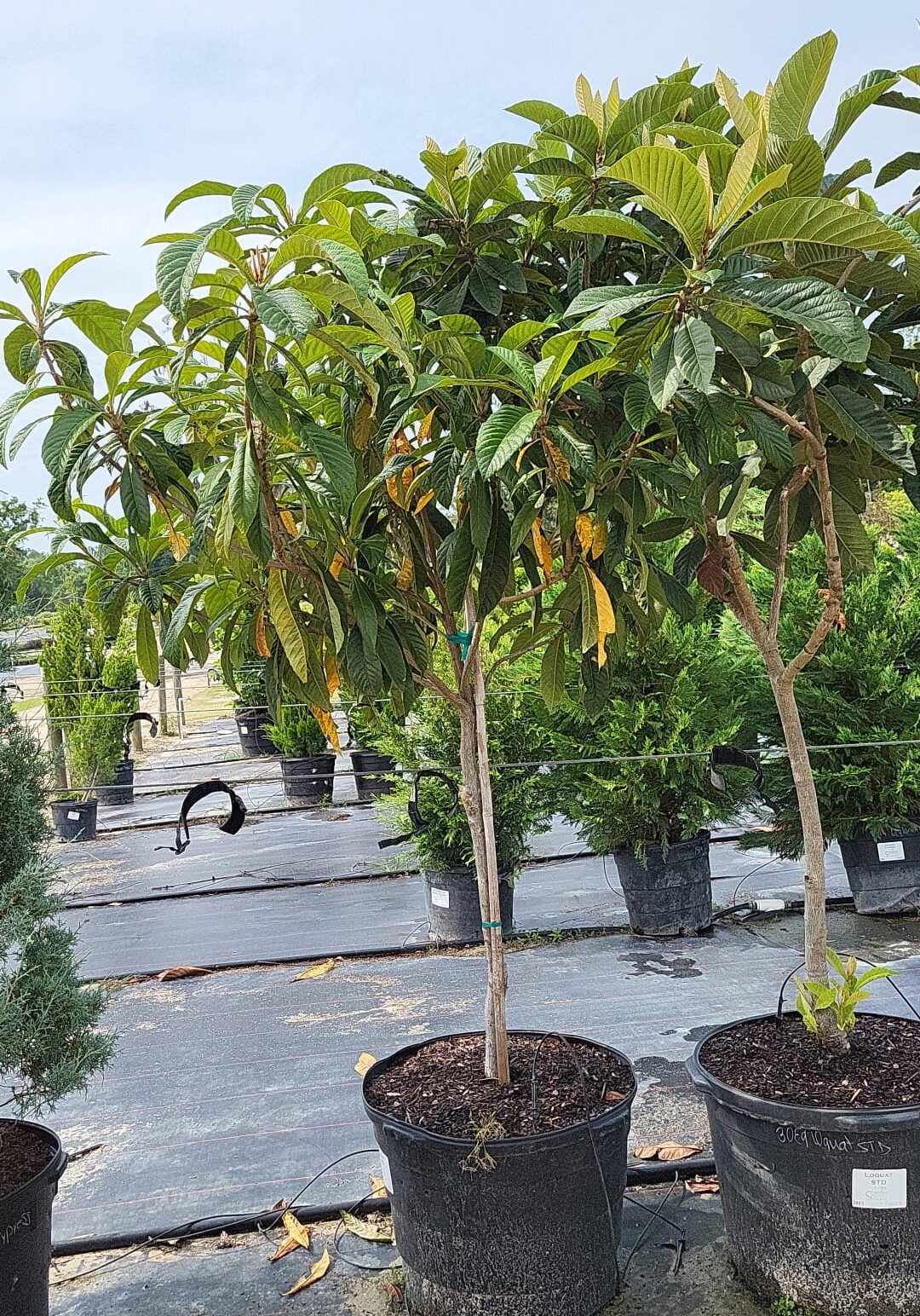 30E9 ∙ Loquat STD, Specs: 6'-7' Height 30E9 ∙ Loquat STD, Specs: 6'-7' Height