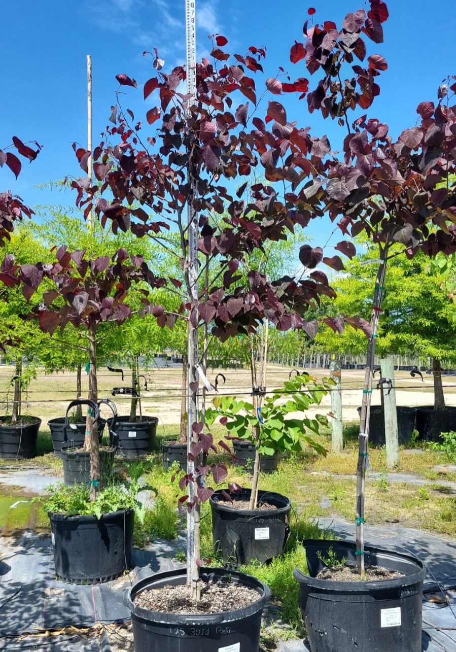 30J1 30-Gallon Container Redbud Forest Pansy 1in-1.75in Caliper - Height 7ft