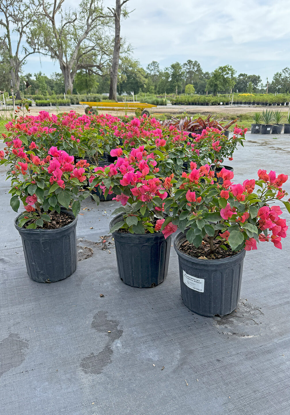 3B1-Bougainvillea-Elizabeth-Angus 3B1 ∙ Bougainvillea 'Elizabeth Angus', 3 Gallon Containers