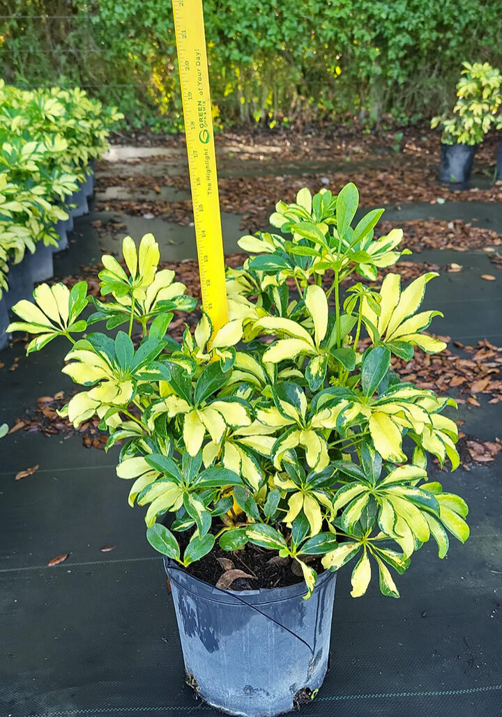 3BP - Schefflera Arboricola Variegata Trinette 3BP ∙ Schefflera Arboricola Variegata Trinette, Specs 3 gallon containers, 6"-16" Height