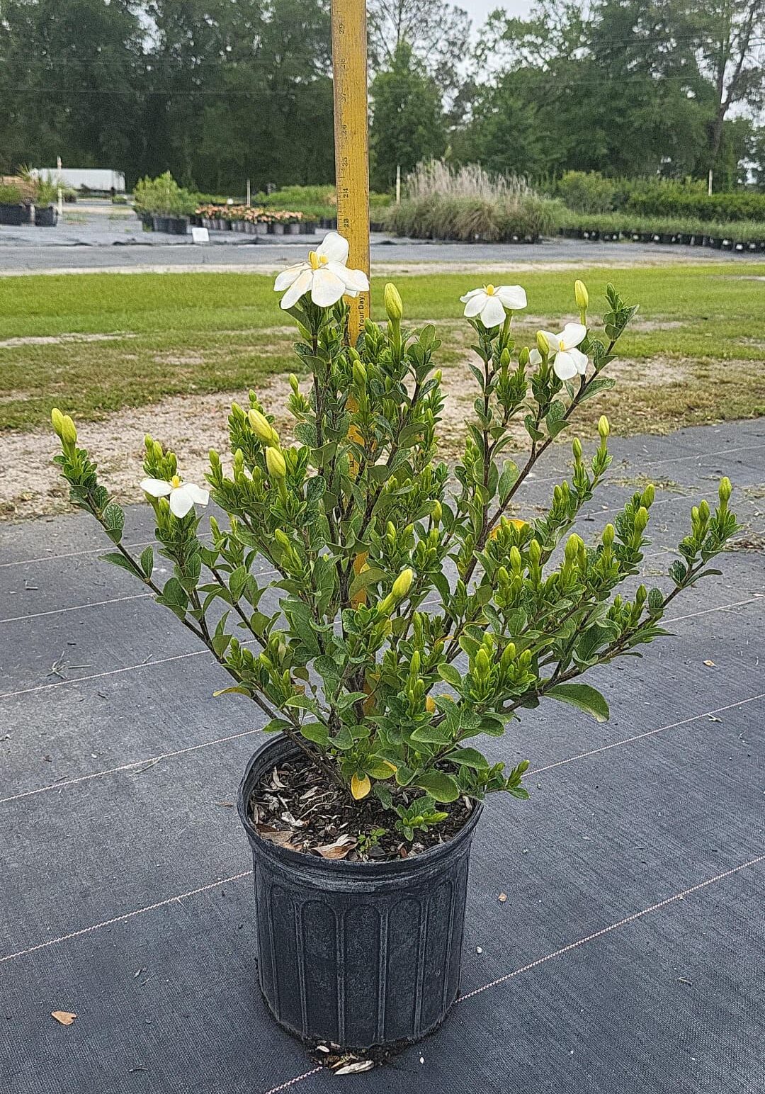 3E1 3-Gallon Containers Gardenia Buttons 10in-14in Height, 12in-15in Spread