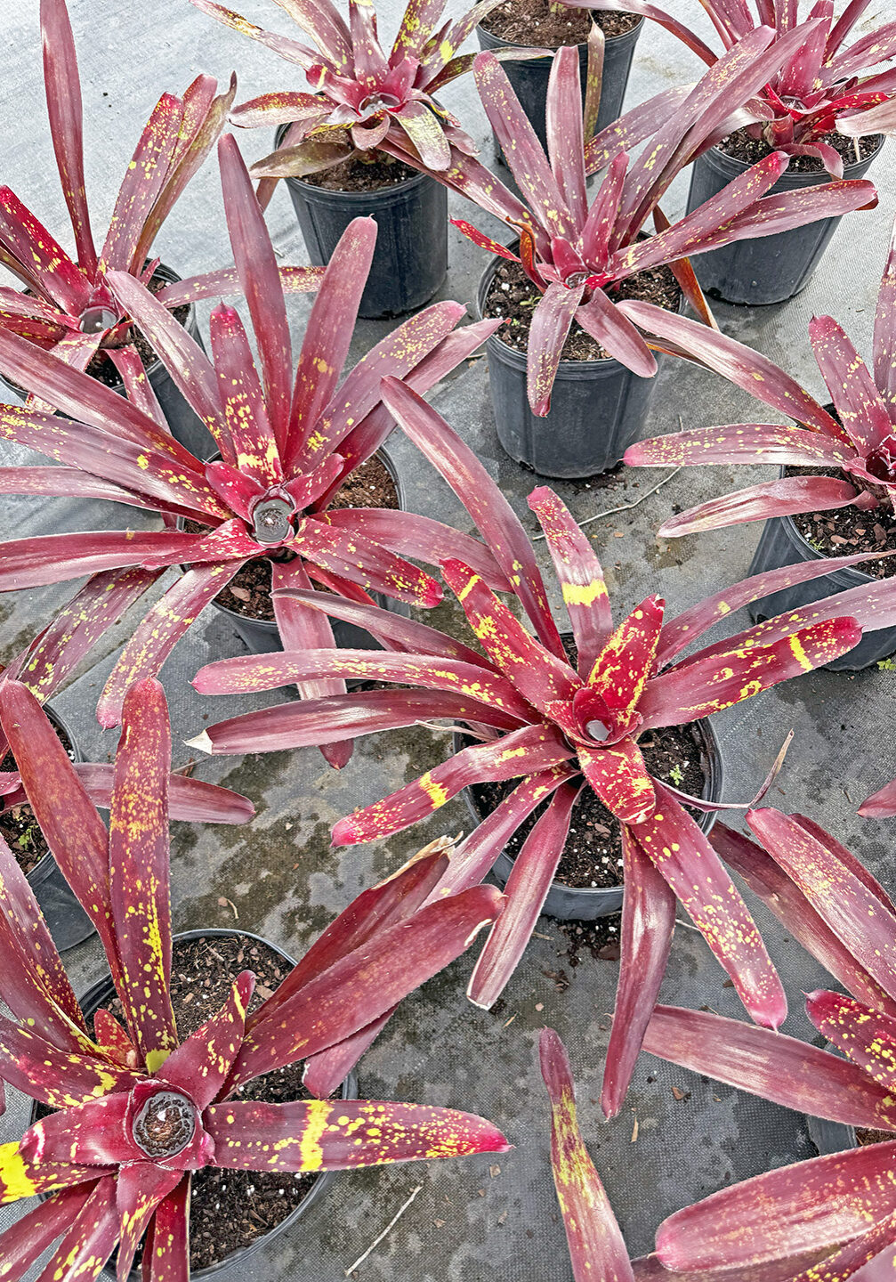 3EE4 Bromeliad 3EE4 ∙ Bromeliad, 3 Gallon Containers