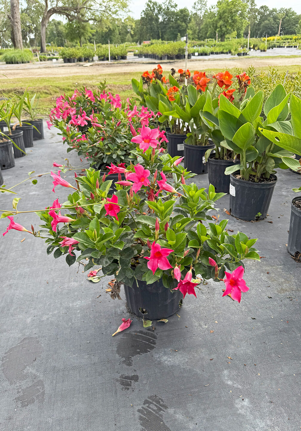 3U7 Mandevilla - Pink 3U7 ∙ Mandevilla Pink, Specs: 3 Gallon Containers, 10"-16" Height