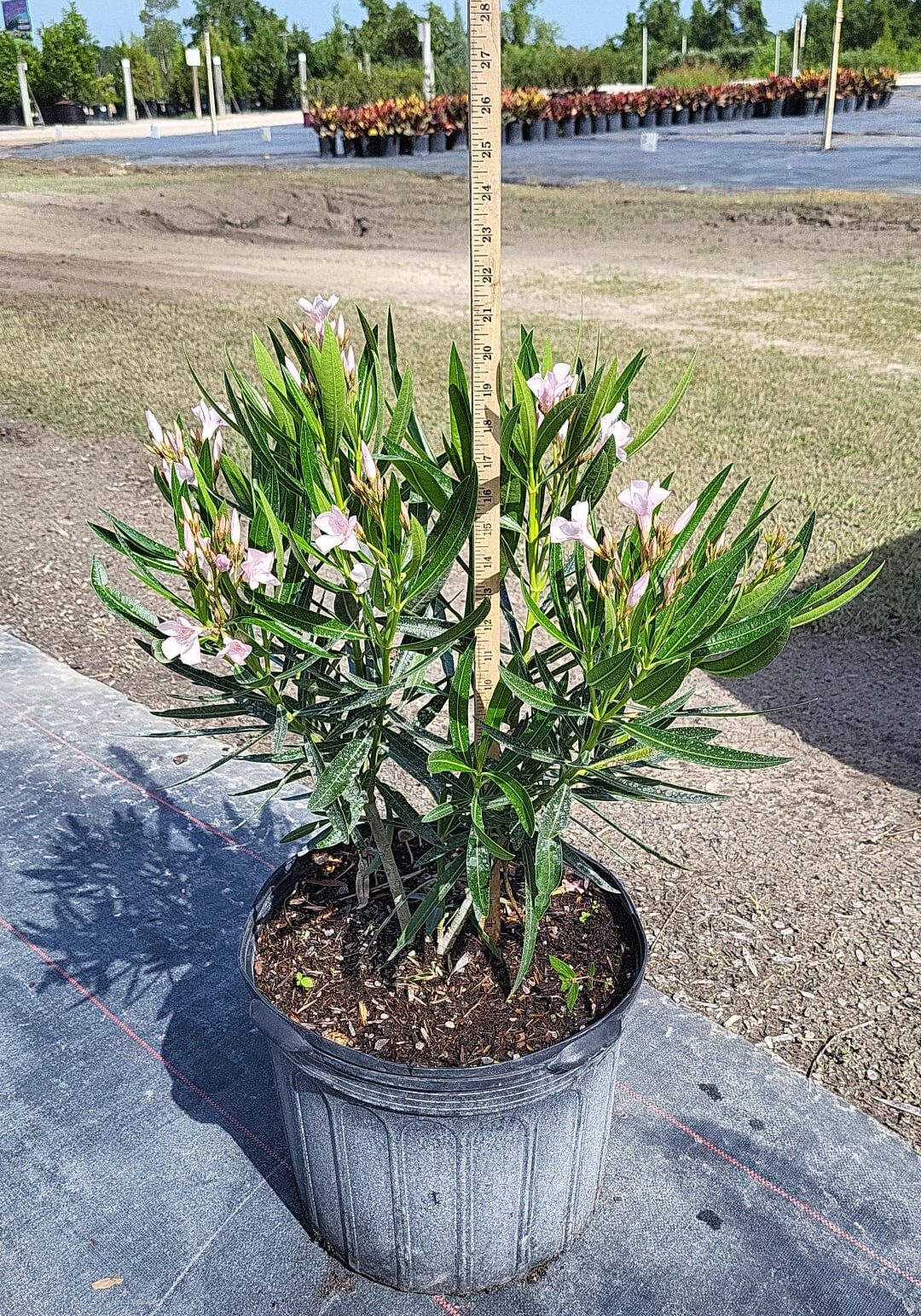 3W5 ∙ Oleander 'Pink Ice', Specs: 10"-14" Height 3W5 ∙ Oleander 'Pink Ice', Specs: 10"-14" Height