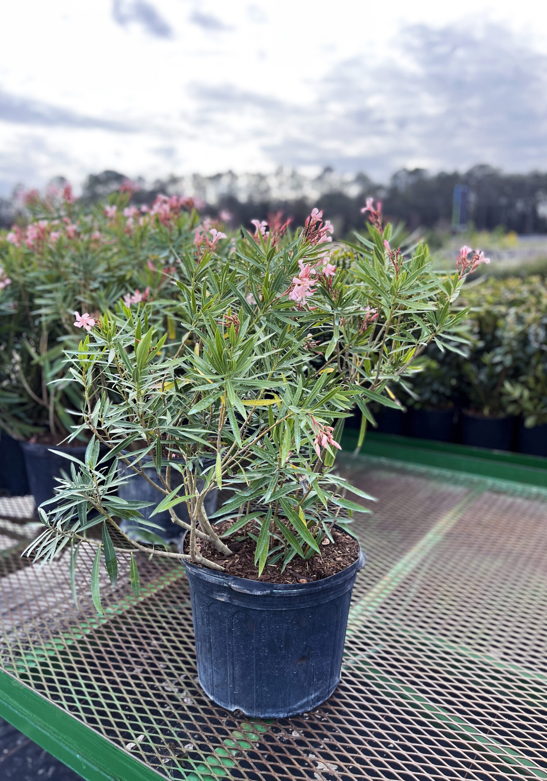 3W5 Oleander 'Pink Ice' 18"-26" Height, 3 Gallon Containers