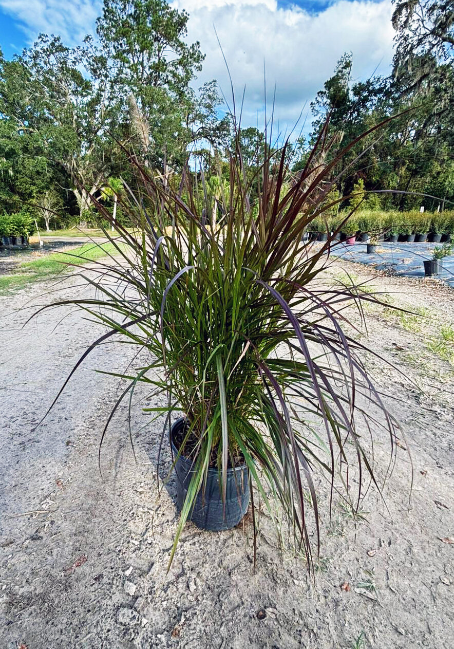 3X9 Fountain Grass - Red