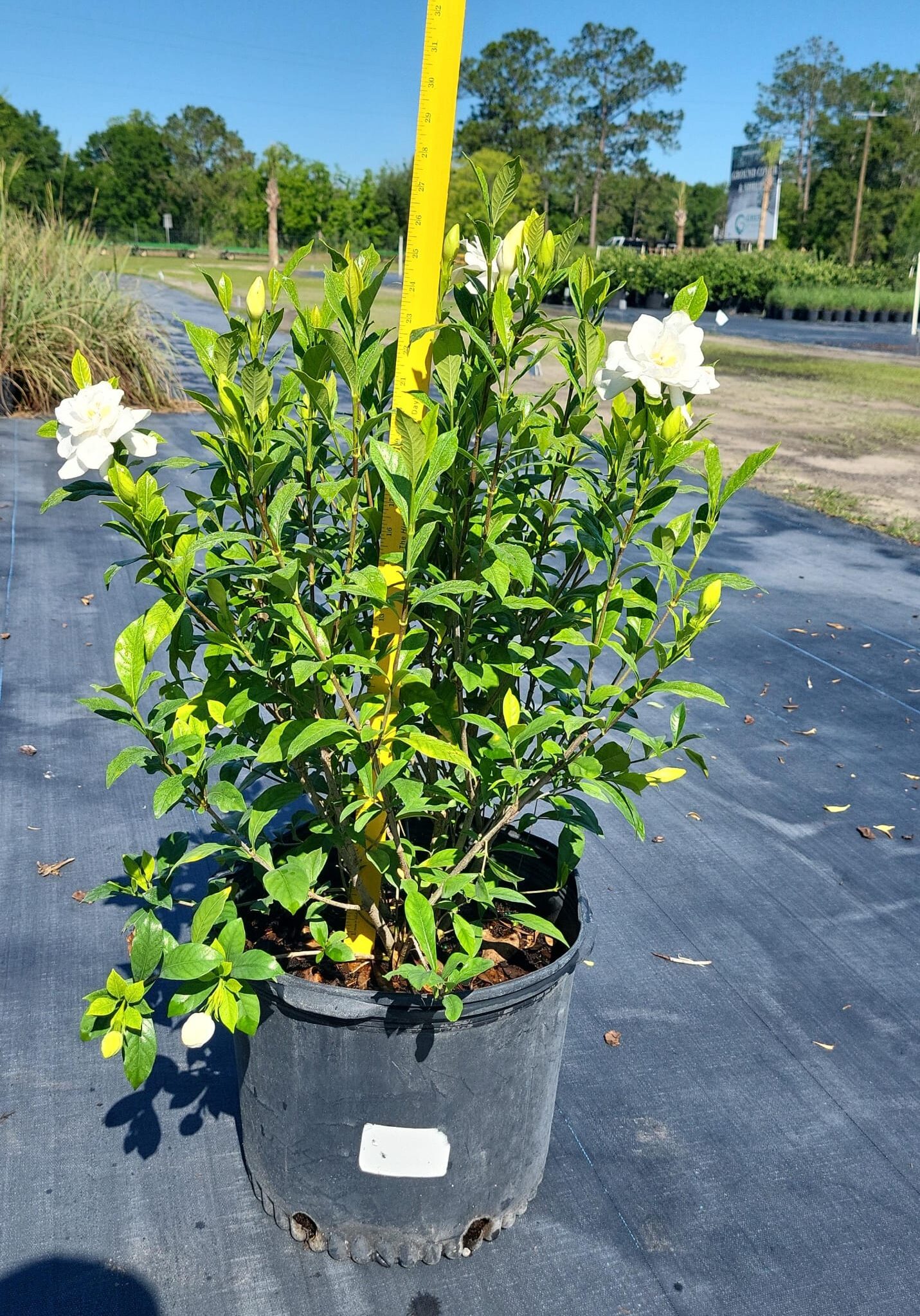 7F9 ∙ Gardenia August Beauty, Specs: 20"-36" Height 7F9 ∙ Gardenia August Beauty, Specs: 20"-36" Height