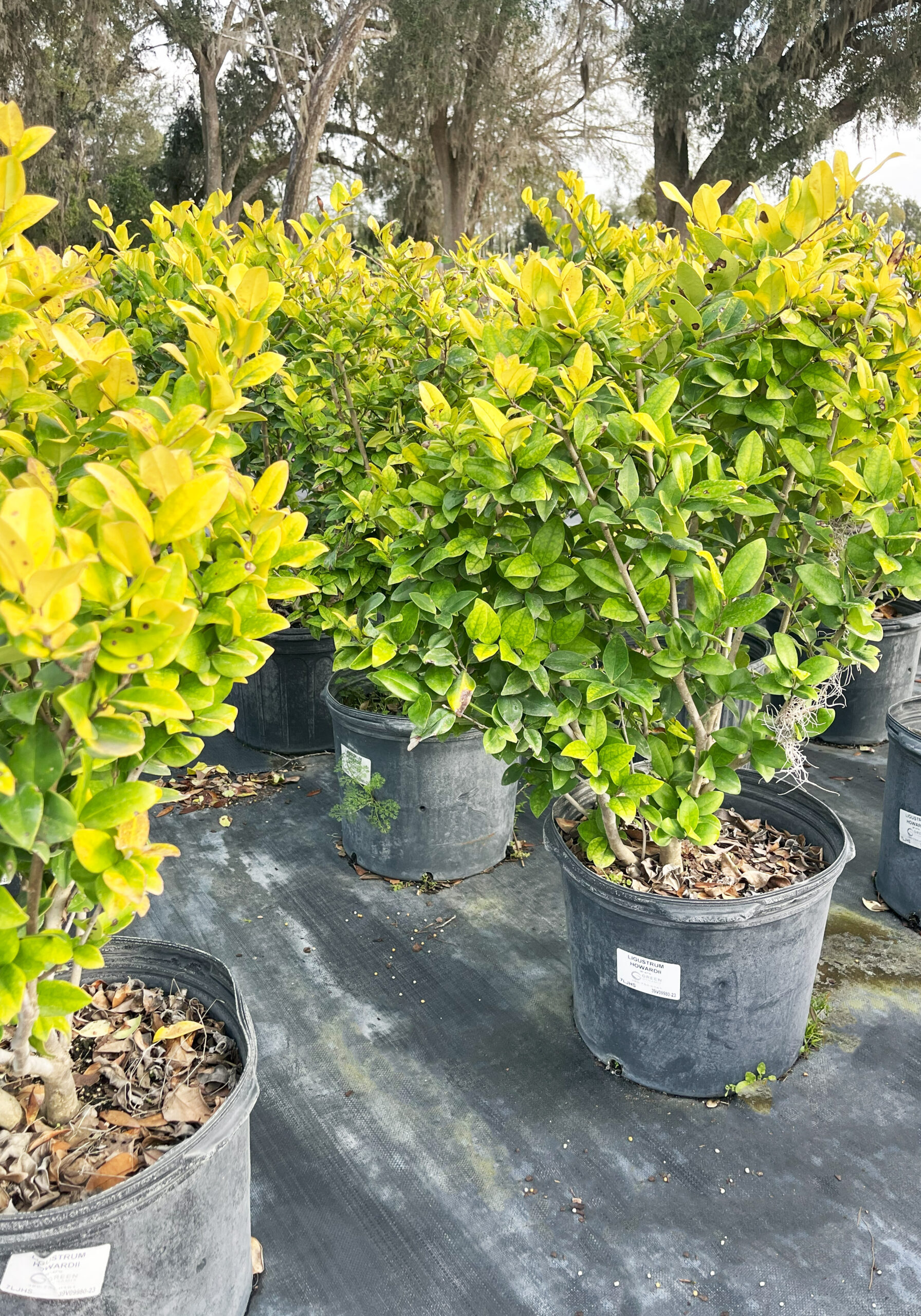 7J5 - Ligustrum 'Howardii' 36"-47"Height