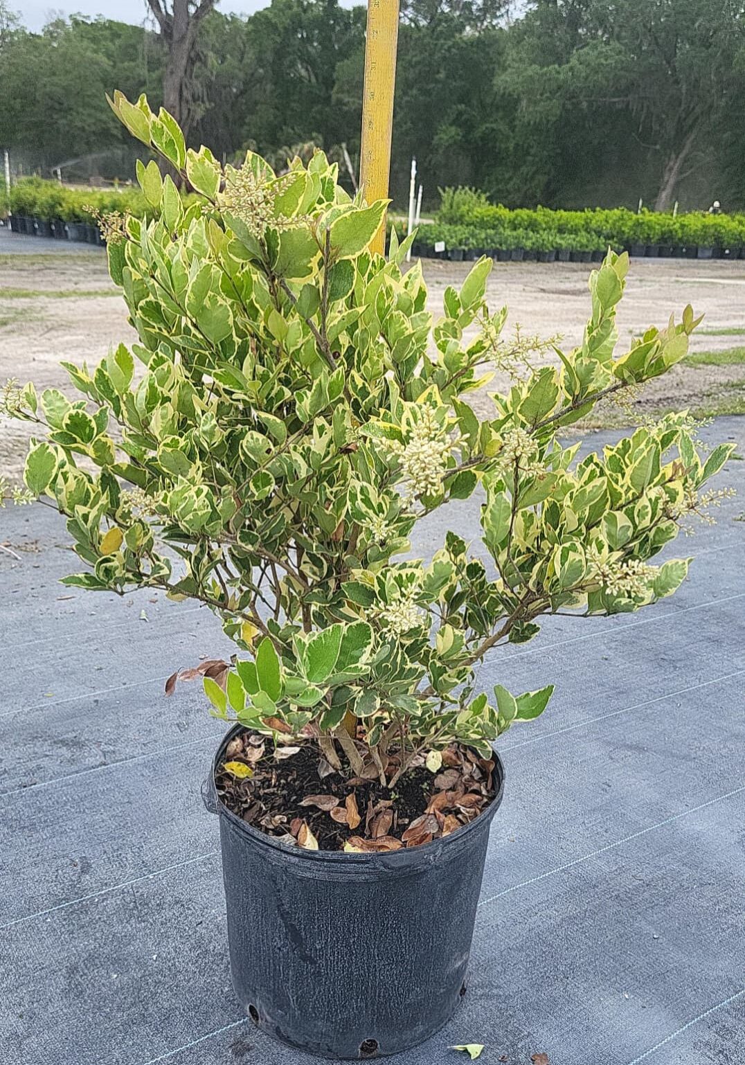 7J6 7-Gallon Containers of Ligustrum 'Jack Frost' Specs: 18in-36in Height