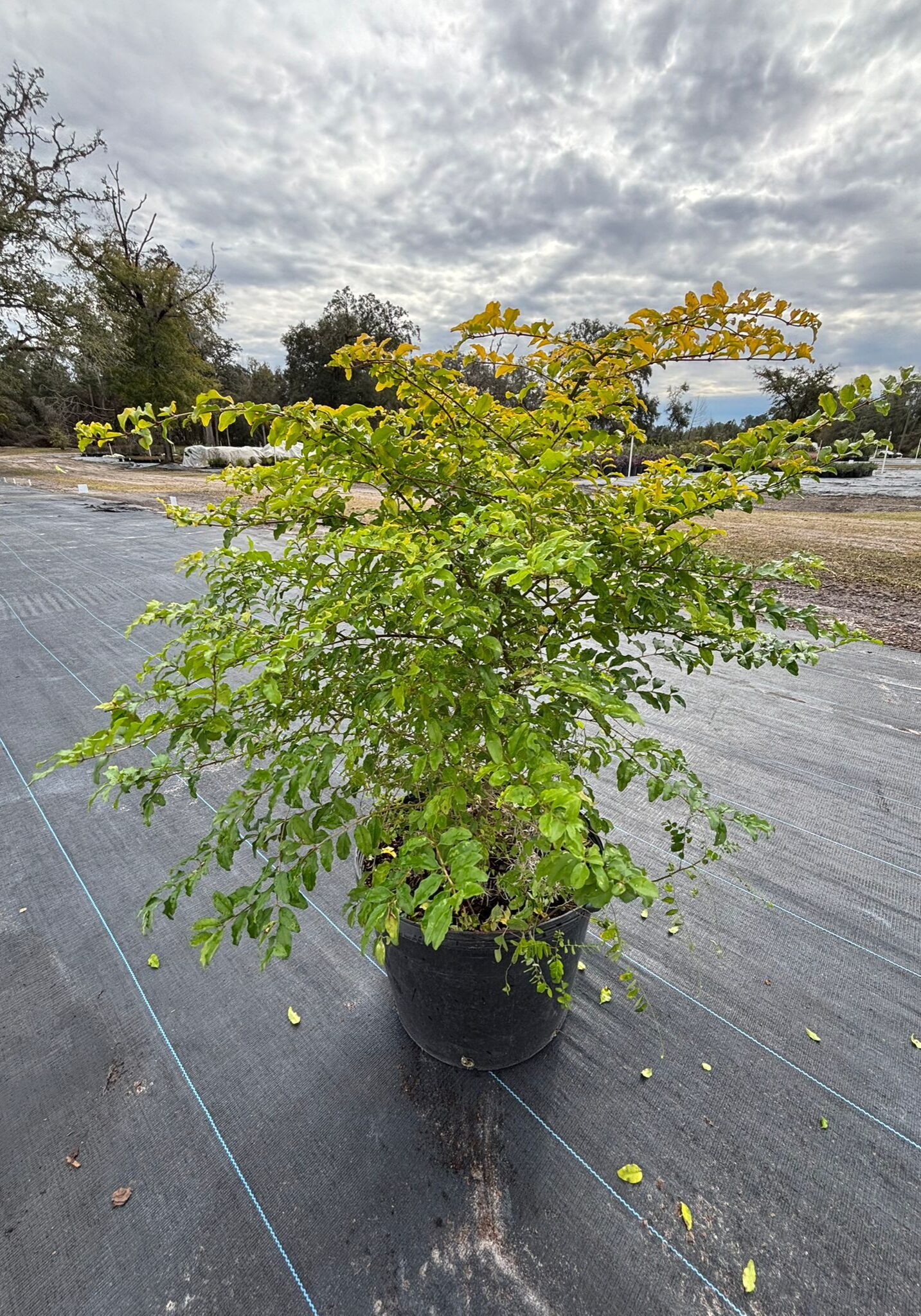 7J8 Ligustrum - Sunshine