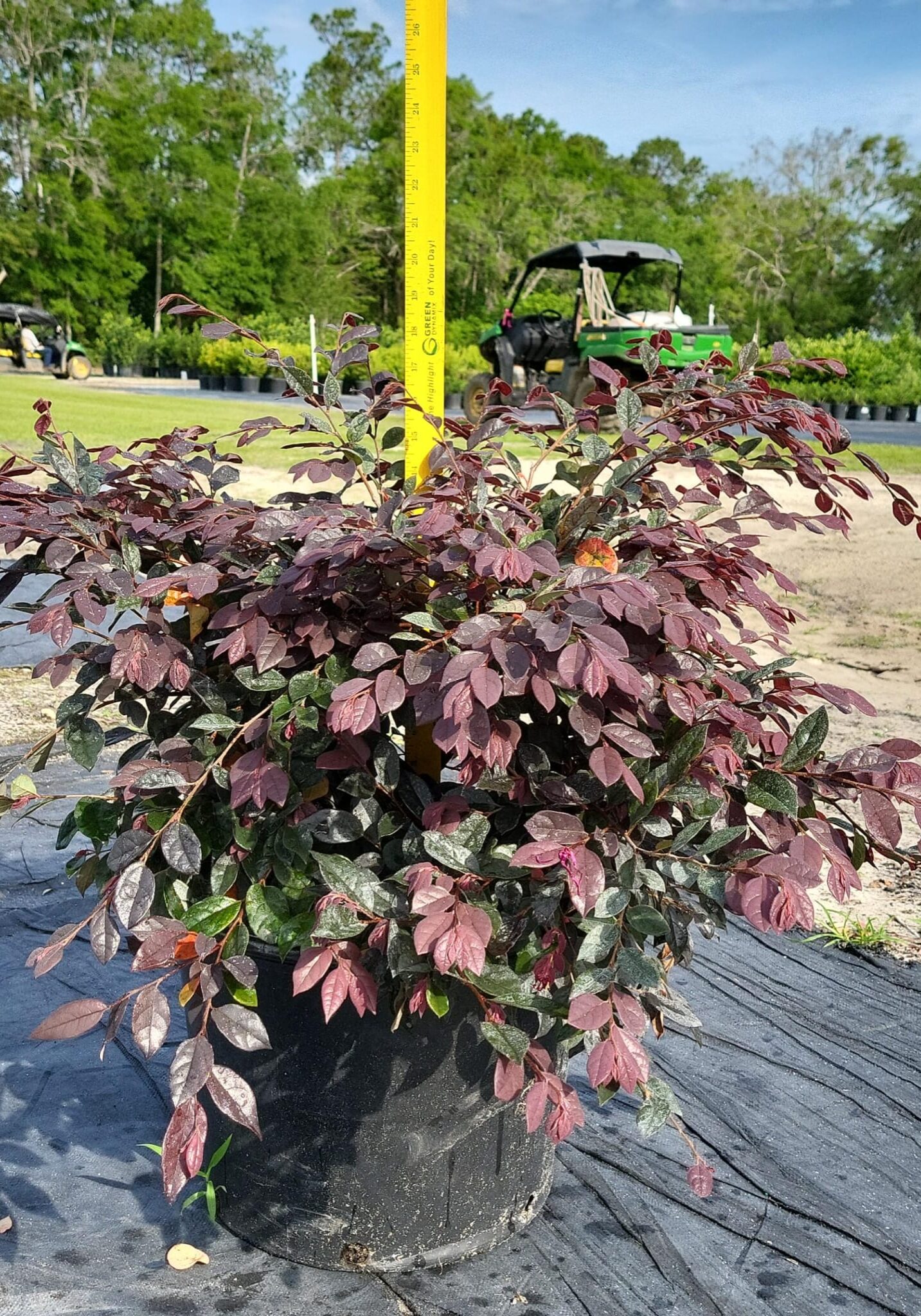 7K4 ∙ Loropetalum 'Plum', Specs: 12"-18" Height 7K4 ∙ Loropetalum 'Plum', Specs: 12"-18" Height