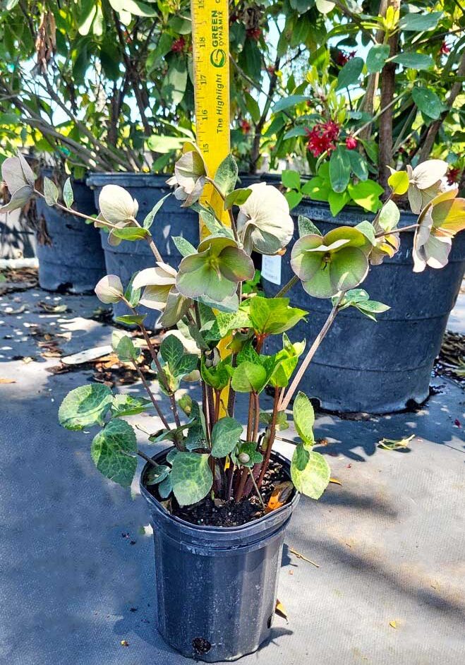1AB ∙ Helleborus Frostkiss® Penny's Pink 1-Gallon Containers On Special Now